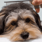 Jak poprawnie czesać psa?