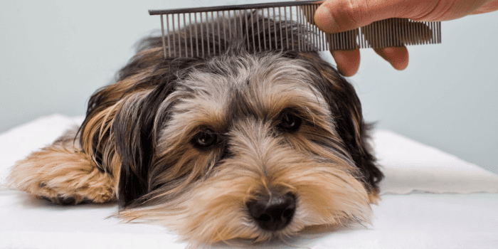 Jak poprawnie czesać psa?